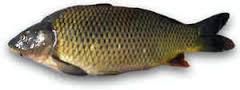 Nowaco Carp Fish Gutted (Frozen) Approx. 1200g (No Head) product image
